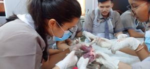 he real pig heart and learned